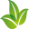 leaf shape